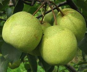 砀山梨网红,网红水果背后的甜蜜传奇